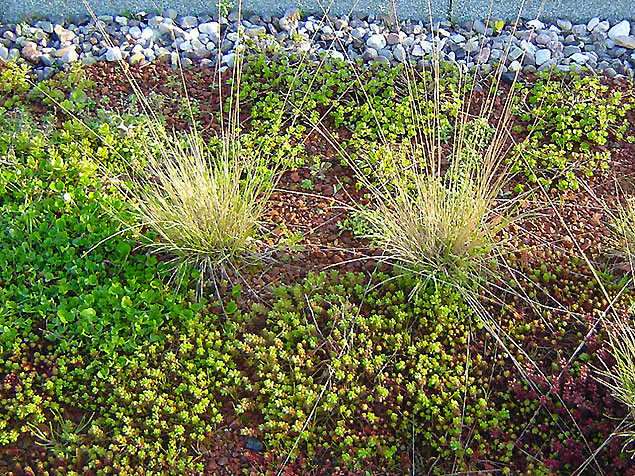 extensive Begrünung von Garagen in Rostock, Stadtteil Groß-Klein extensive Begrünung von Garagen in Rostock, Stadtteil Groß-Klein