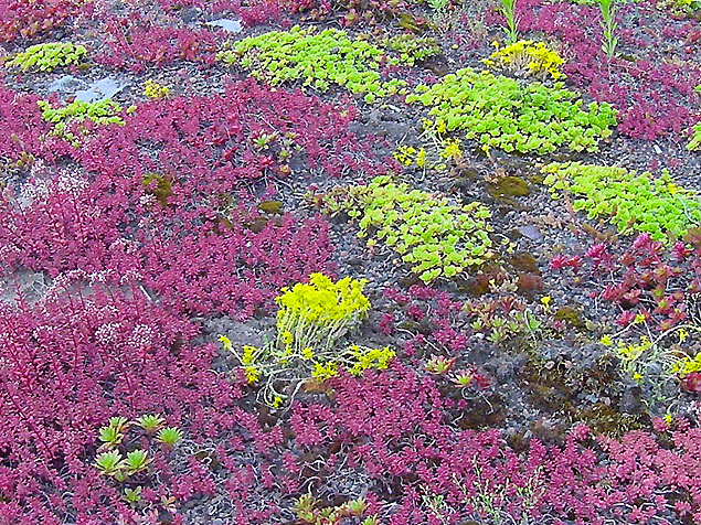 Sedumteppich Sedumteppich