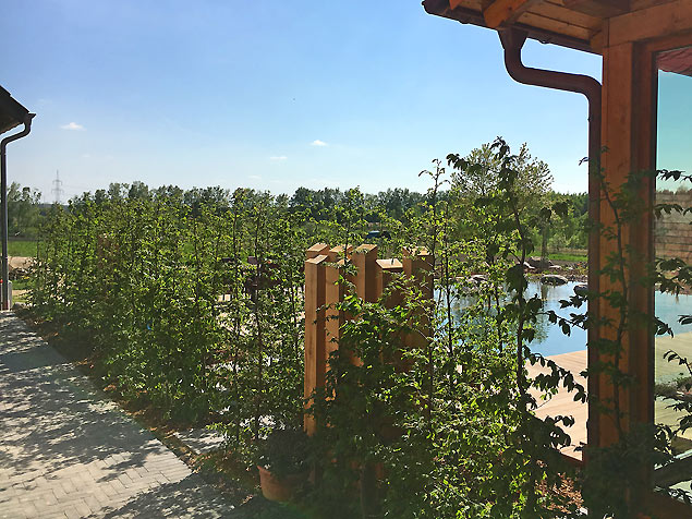 Heckenpflanzung, Sichtschutzhecke