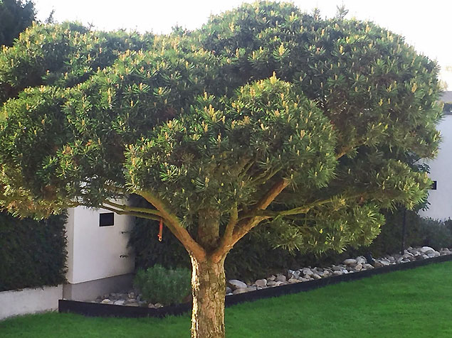 Gartenpflanzen Rostock