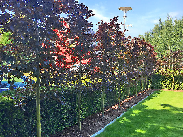 Hecken und Formgehölze