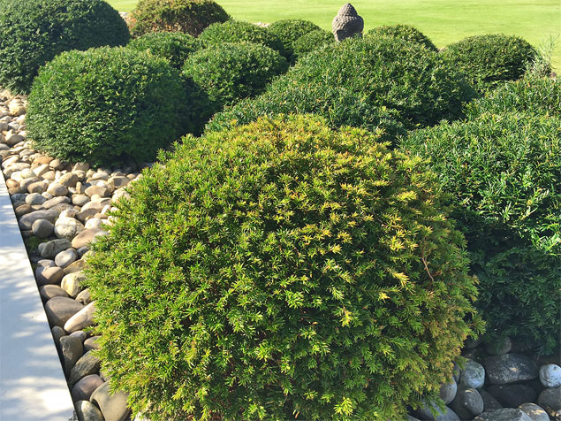 Flächengestaltung mit Formgehölzen